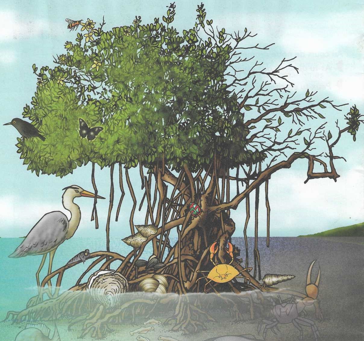 Logo projet mangrove